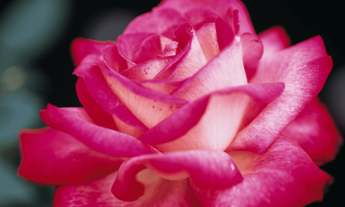 3 con giap co tiem nang, dam nghi dam lam, at nen dai su-Hinh-3