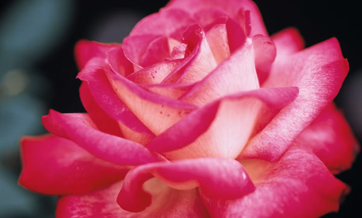 3 con giap co tiem nang, dam nghi dam lam, at nen dai su-Hinh-3