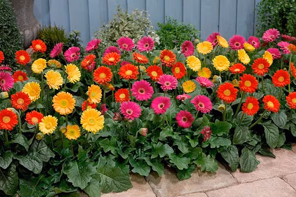 5 loai hoa nghe ten da thay may man trong truoc nha