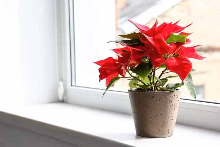 5 loai hoa nghe ten da thay may man trong truoc nha-Hinh-2