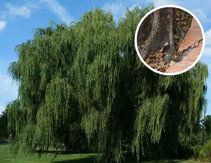 Cһό khóc nửa đêm, gà bay lên mái, liễu rậm trước mồ: Vì sao? - Hình 2 Cһο khoc nua dem, ga bay len mai, lieu ram truoc mo: Vi sao?-Hinh-2