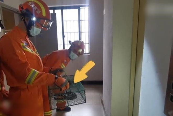 Dang ngu kinh hoang phat hien ran cuc doc trong chan-Hinh-2