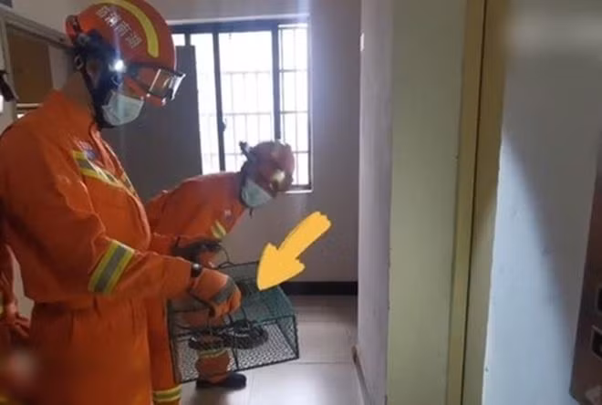 Dang ngu kinh hoang phat hien ran cuc doc trong chan-Hinh-2