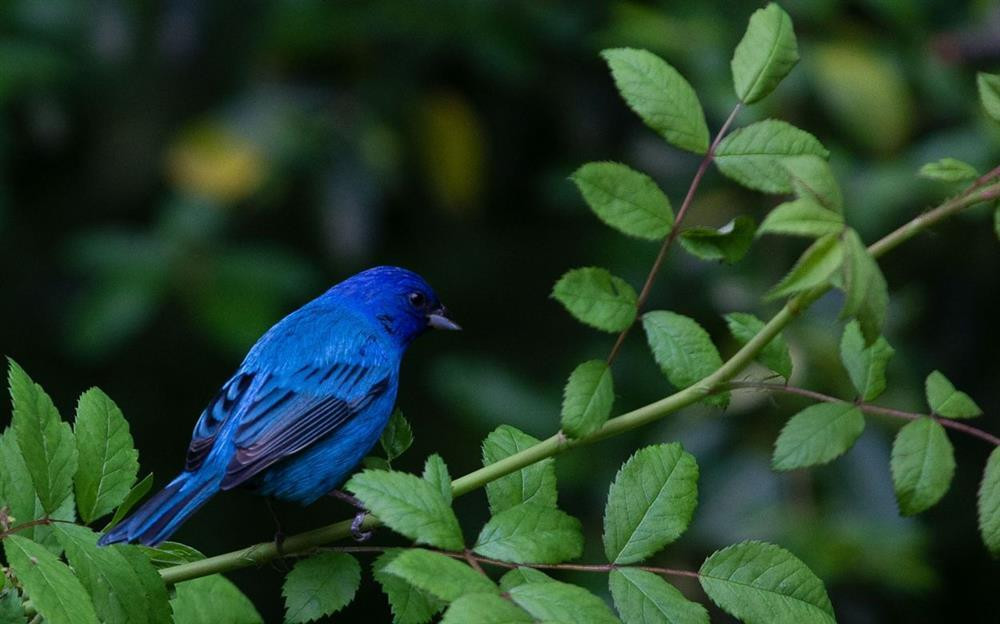 Ai sinh ngay Am lich nay khong chiu ngheo, khong so ngheo-Hinh-3