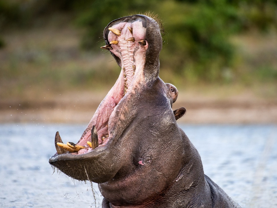 Be trai 2 tuoi suyt bi ha ma nuot chung o Uganda