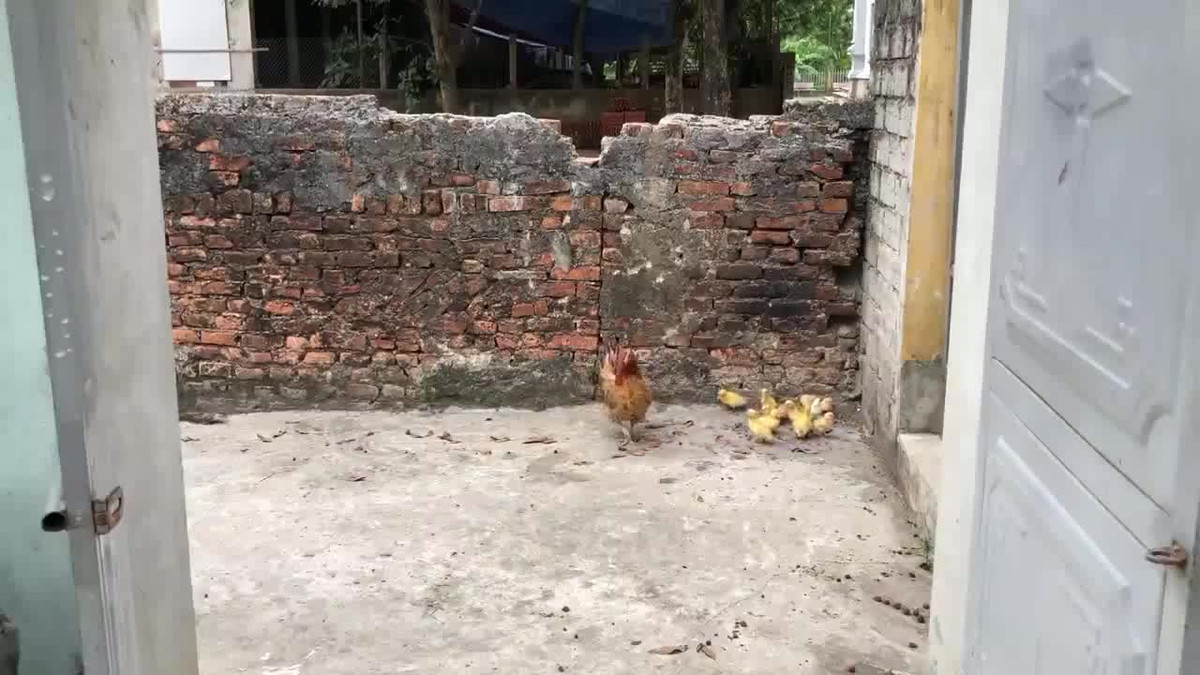 Gà mẹ tử chiến rắn hổ mang chúa bảo vệ con và cái kết Ga me tu chien ran ho mang chua bao ve con va cai ket