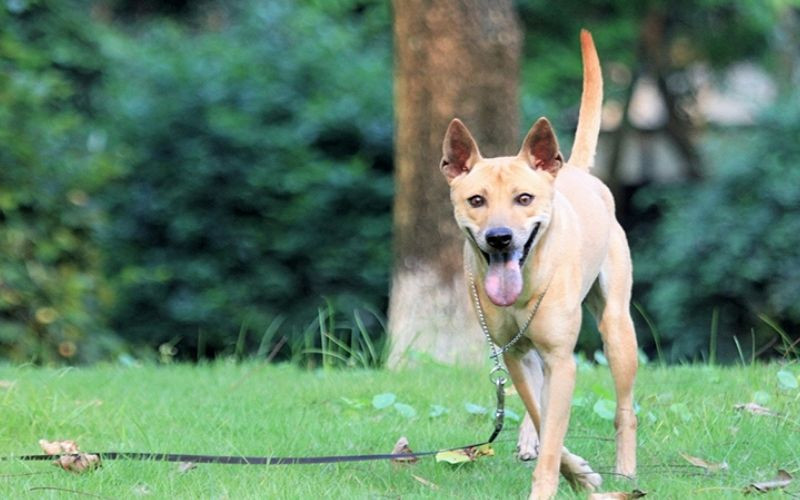 Bởi vậy nên khi trong nhà có con chó thì hãy chăm sóc cho nó thật tốt. Bởi nó có thể mang tới tiền tài, thịnh vượng cho cả gia đình.