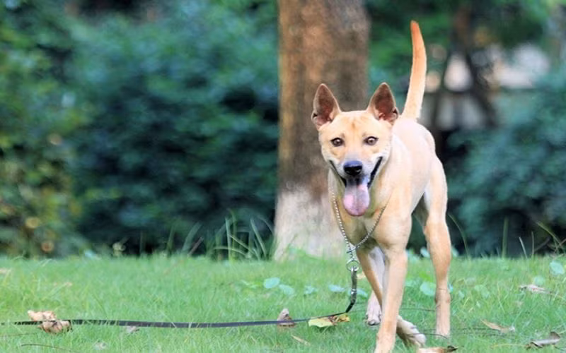 Bởi vậy nên khi trong nhà có con chó thì hãy chăm sóc cho nó thật tốt. Bởi nó có thể mang tới tiền tài, thịnh vượng cho cả gia đình.