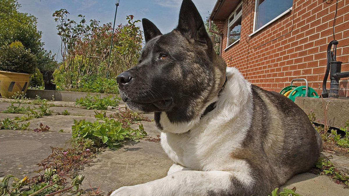 Dân gian cho rằng chó là một con vật tâm linh. Có thể nhìn thấy sự việc mà chủ nhân không thể nhìn, phát hiện được những tai họa sắp ập đến. Có một bộ phim cảm động ở Nhật Bản mang tên Hachiko the Loyal Dog, kể về một chú chó con được một ông già nhận nuôi, khi lớn lên nó lại đón chủ đi làm về mỗi ngày. Sau đó, người chủ bị bệnh đột ngột qua đời, nó vẫn đợi ở nơi người chủ tan sở hàng ngày, suốt mấy năm không rời.