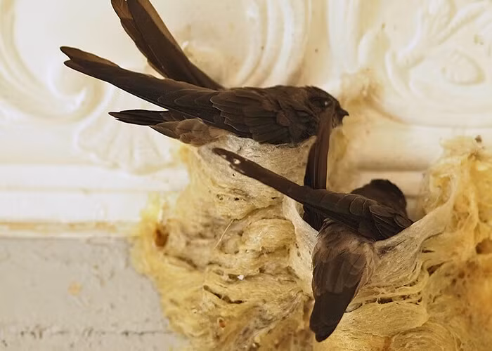 Chim én xây nhà thì chứng tỏ phong thủy ngôi nhà đó đang rất tốt và phát triển thịnh vượng. Bởi thế nên có chim én xây tổ thì vạn sự hanh thông, gia đình hòa thuận, đi lên dù có vướng mắc cũng sẽ được giải quyết.