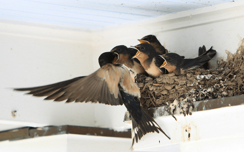 Ở quê, nhiều người xưa hay nói: “Chim én không vào nhà người ác”, nghĩa là nếu chim én về làm tổ nghĩa là gia đình tử tế, không làm điều gì trái với lương tâm của mình, và ngày chắc chắn sẽ ngày càng tốt hơn.