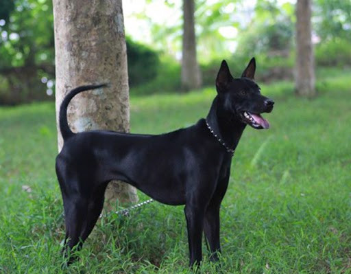 Chó luôn được xem là vật mang ý nghĩa trung thành và tốt lành, những người dân cũng sử dụng những vật phẩm có hình dáng của chó để tỏ lòng thành với triều đình.