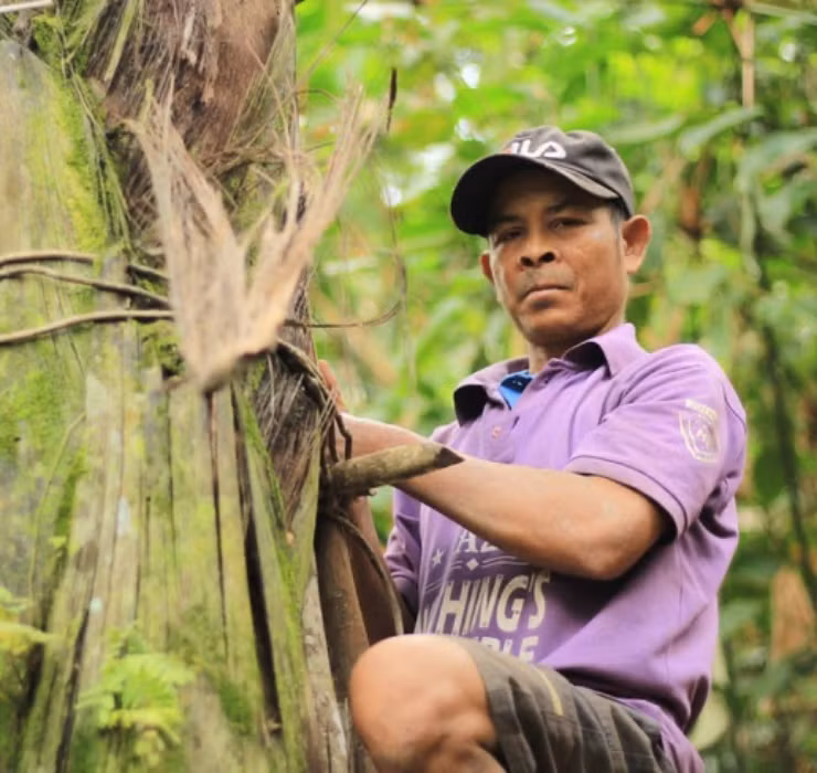 Để thu hoạch rượu cây Đóak, người làm cần chuẩn bị một chiếc rìu thật bén, đo khoảng cách từ ngọn ra cuống cây tầm 2 gang tay, rồi chặt một nhát thật dứt khoát.