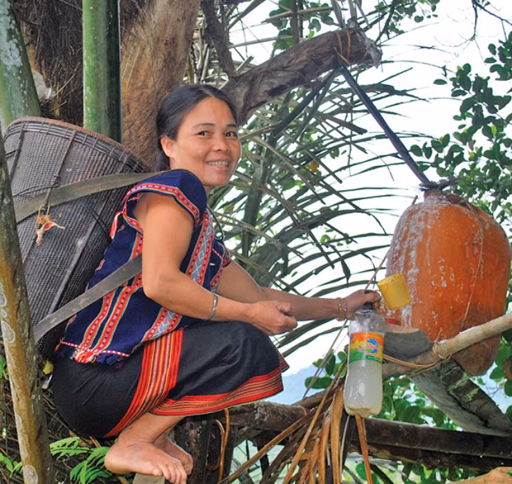 Nghe thì có vẻ đơn giản nhưng trên thực tế đây là công việc đòi hỏi độ chính xác cao, vì kỹ thuật chặt cây sẽ ảnh hưởng trực tiếp đến chất lượng của rượu.
