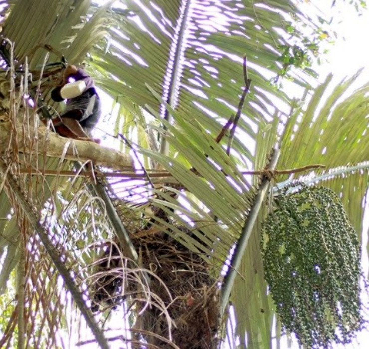 Được biết, đầu tháng Giêng là thời điểm cây Đóak bắt đầu trổ bông, kết trái và cho ra thứ rượu thơm nồng nhất.