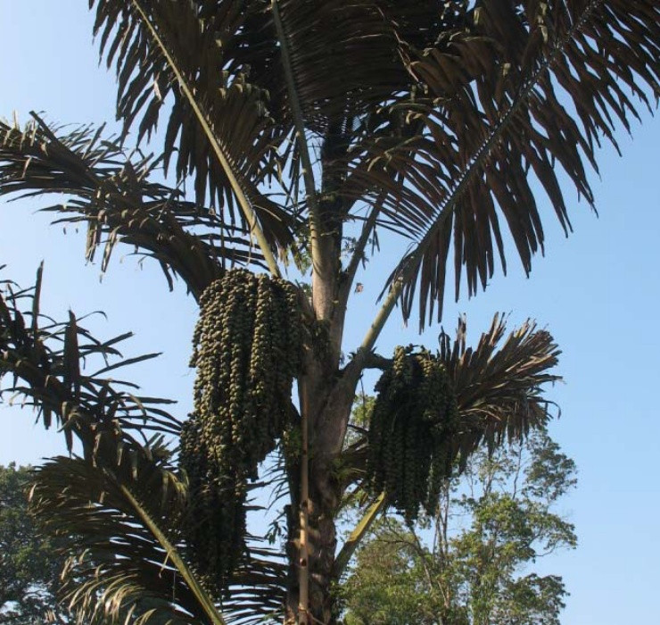 Điều đặc biệt ở loại cây này chính là thứ rượu có mùi vị đặc trưng được “ủ” sâu trong thân cây.