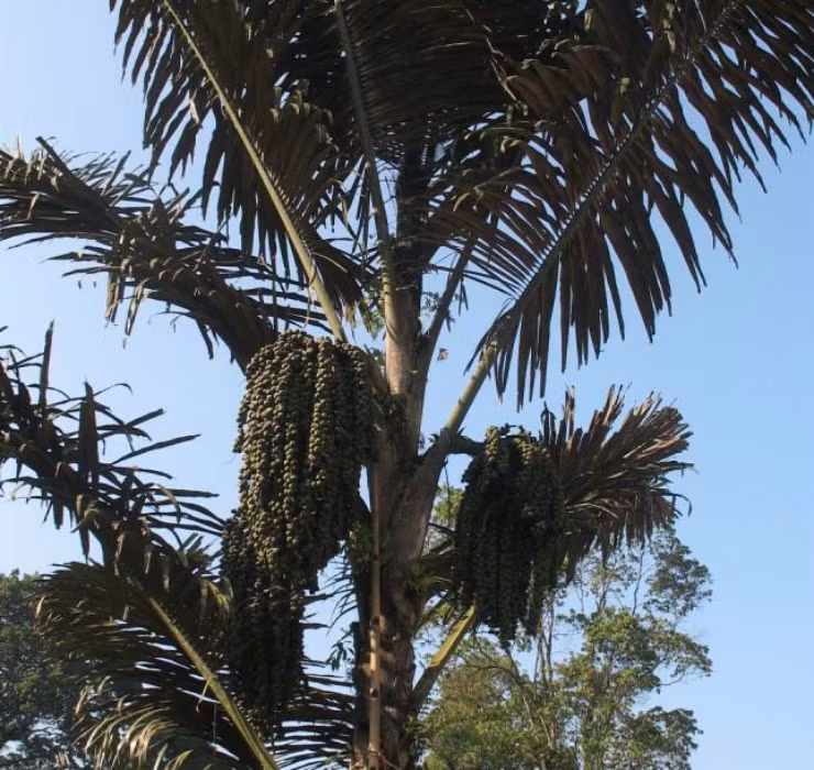 Điều đặc biệt ở loại cây này chính là thứ rượu có mùi vị đặc trưng được “ủ” sâu trong thân cây.