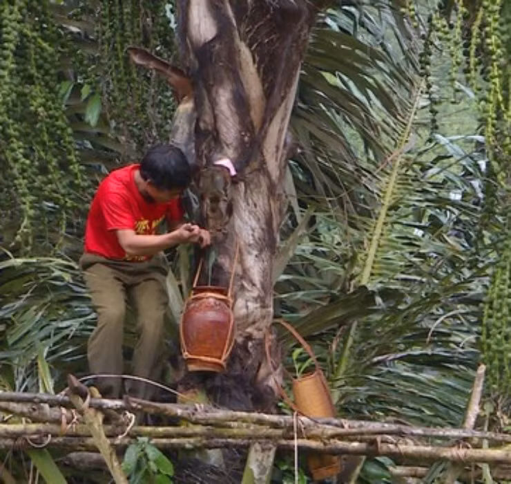  Cây Đóak (hay còn gọi là cây rượu trời) là loại cây to có đường kính khoảng 45cm, chiều cao “khủng” từ 8 - 20m. Cây mọc nhiều ở tỉnh Gia Lai nước ta.