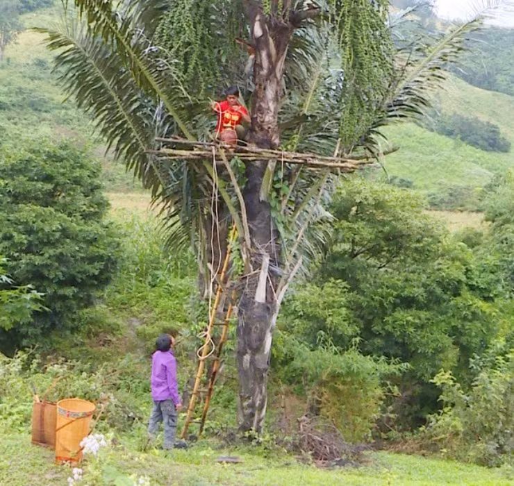 Với những người thu hoạch lành nghề tại Gia Lai, chỉ cần khoảng 10 phút là họ có thể thu hoạch được 5 lít rượu Đóak.