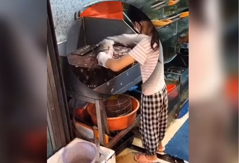 Be gai Trung Quoc 9 tuoi danh vay ca dieu luyen