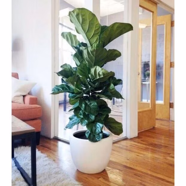 4 cay canh kich thuoc lon mang thinh vuong, may man cho gia chu