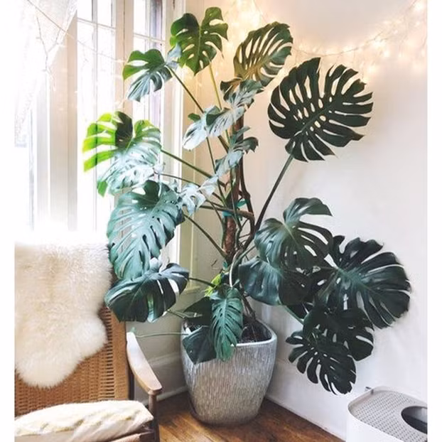 4 cay canh kich thuoc lon mang thinh vuong, may man cho gia chu-Hinh-2