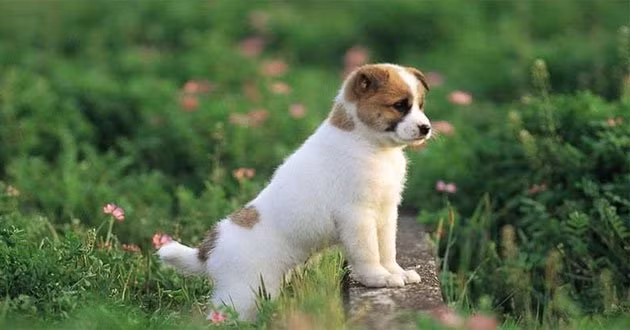 Đặc biệt, đây là thời kỳ nhân duyên may mắn của con giáp này. Người độc thân hay là có đôi đều có cuộc sống bình yên, hạnh phúc.