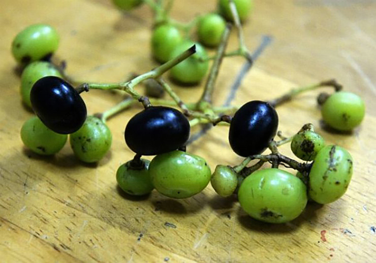 Moc dai o bo rao nay dan hai ban thu 300.000 dong/ngay-Hinh-10