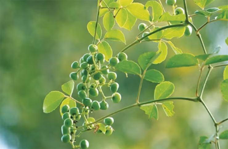 Moc dai o bo rao nay dan hai ban thu 300.000 dong/ngay-Hinh-7