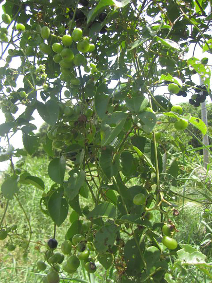 Moc dai o bo rao nay dan hai ban thu 300.000 dong/ngay-Hinh-6