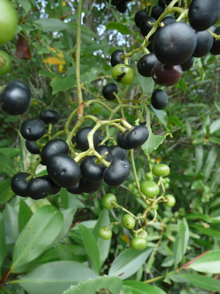 Moc dai o bo rao nay dan hai ban thu 300.000 dong/ngay-Hinh-2