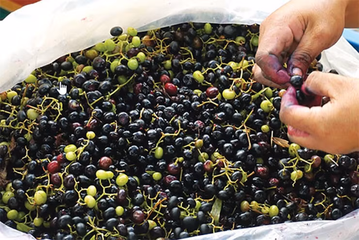 Moc dai o bo rao nay dan hai ban thu 300.000 dong/ngay-Hinh-8