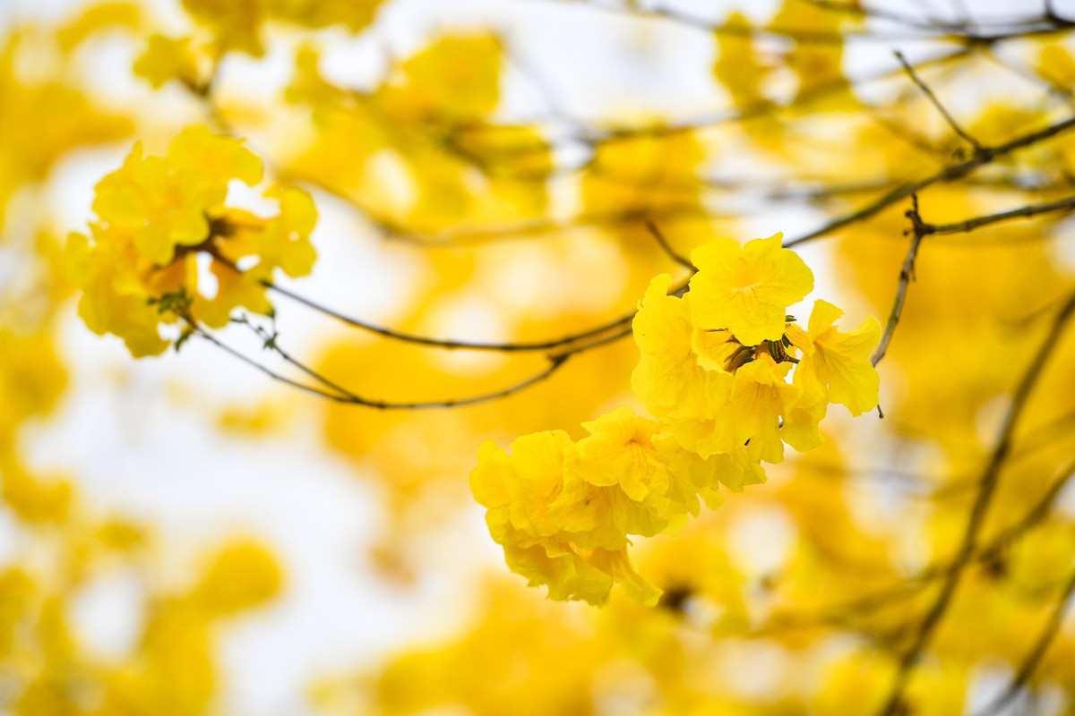 Cây phong linh hay còn gọi là cây chuông vàng, chuông vàng núi, có xuất xứ từ Nam Mỹ. Đây là giống cây thân gỗ, hình trụ tròn và có chiều cao từ 2-8 m, đường kính gốc 15 cm. Hoa mọc thành cụm có hình giống như chiếc chuông, 5 cánh xoè ra từ ống chuông.