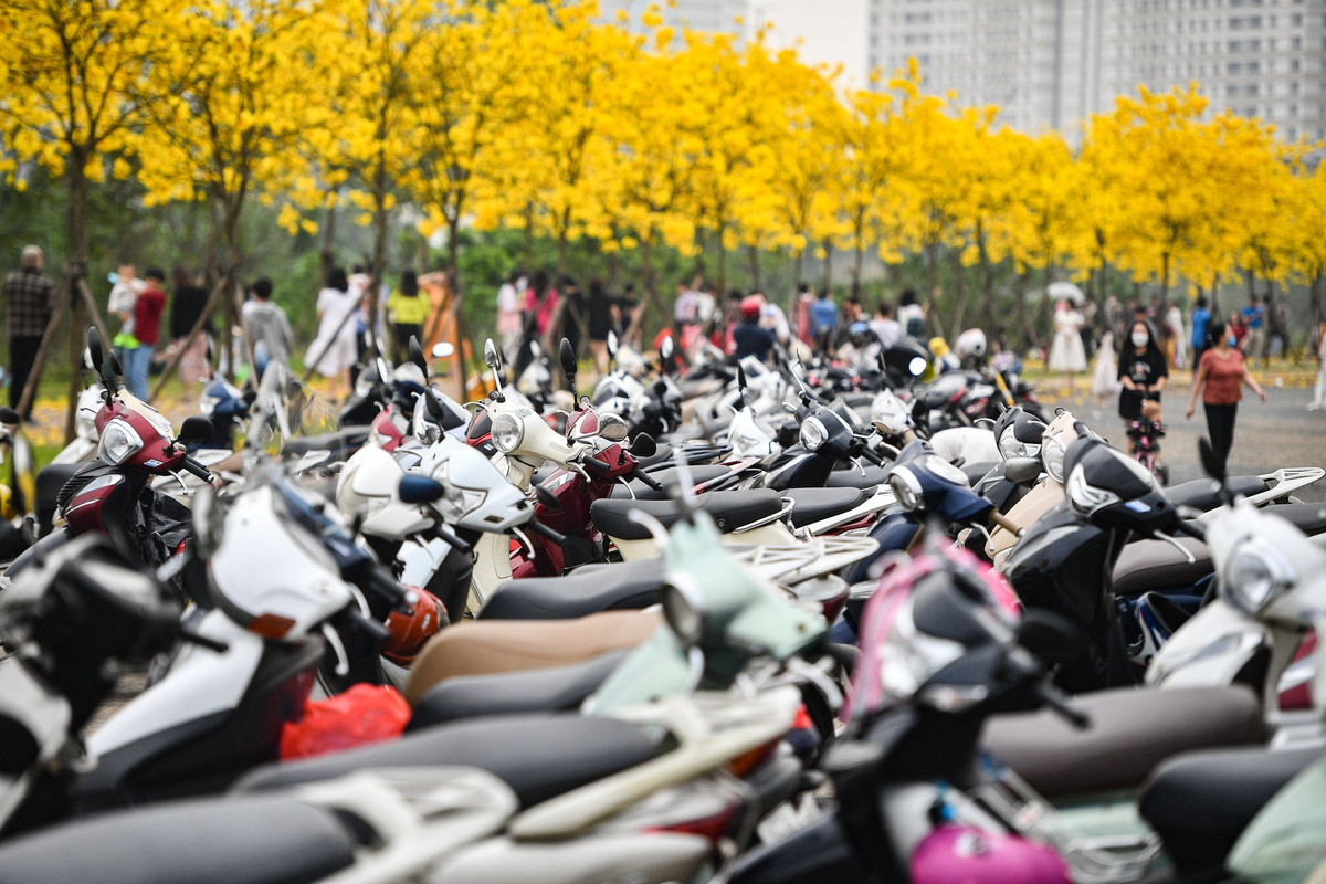 Càng về chiều tối, lượng người tới chụp ảnh càng đông hơn. Xe máy, ôtô chật kín bãi đỗ.