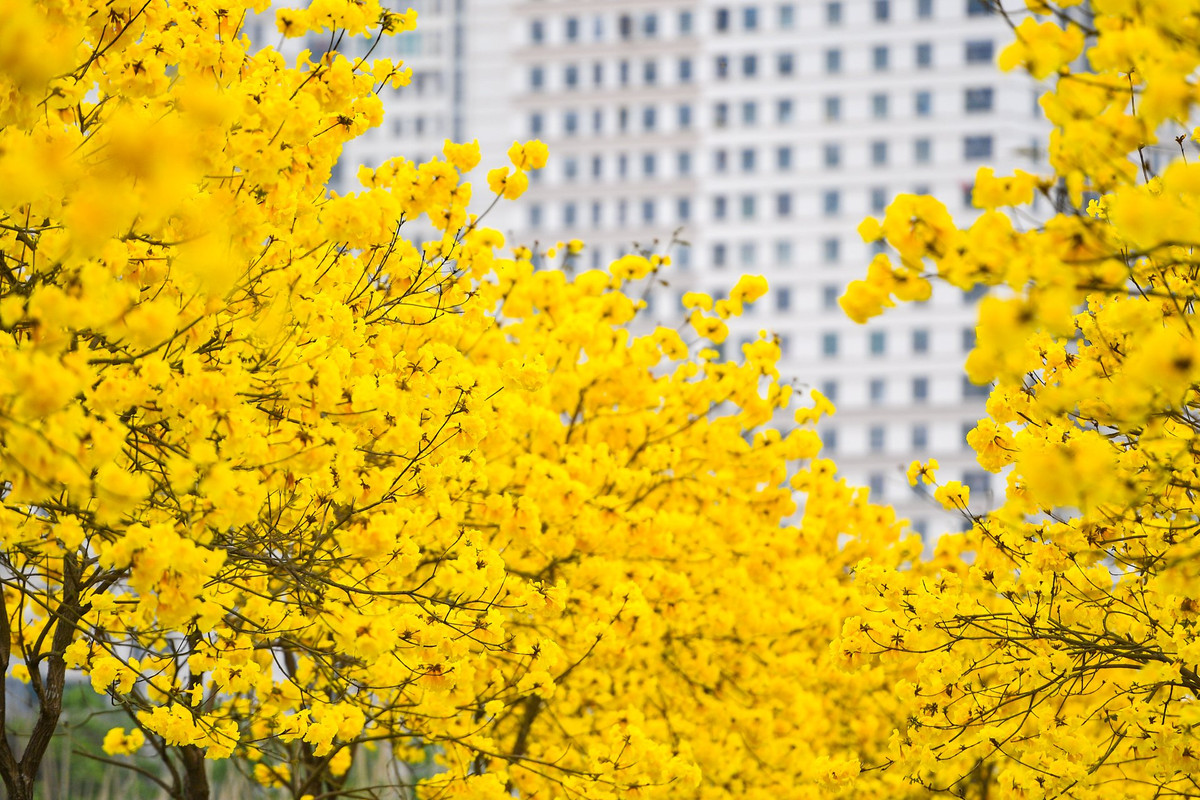 Hoa phong linh mỏng manh hơn hoa gạo, chỉ nở rộ được vài ngày là rụng. Khi hoa nở, lá cây rụng hết, những chùm hoa rực rỡ sẽ bao trùm cả tán cây, khoe sắc vàng rực rỡ.