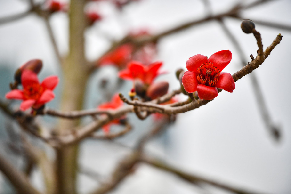 Hoa gạo còn có tên gọi khác là mộc miên, hồng miên hay pơ-lang theo cách gọi của người Tây Nguyên. Hoa này thường có nhiều ở khu vực ngoại thành Hà Nội.