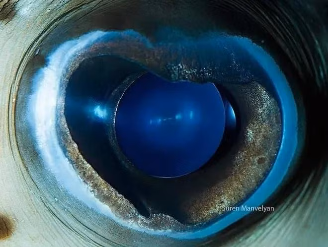 Cá nóc nhím là một họ thuộc bộ Cá nóc. Các loài trong họ này có kích thước từ vừa đến lớn, và được tìm thấy trong những vùng biển nông vùng ôn đới và nhiệt đới trên toàn thế giới.