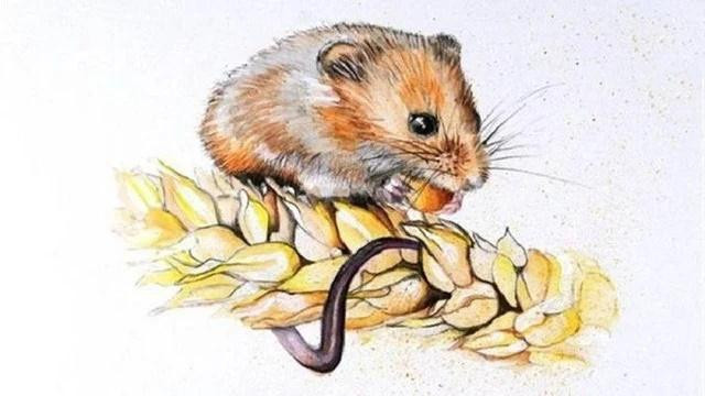 Đa số người tuổi Tý đều thông minh, hóm hỉnh, có giác quan thứ sau nhạy bén.