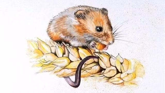 Đa số người tuổi Tý đều thông minh, hóm hỉnh, có giác quan thứ sau nhạy bén.