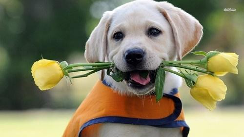 Bước vào năm Quý Mão, vận may liên tiếp kéo đến với người tuổi Tuất, mọi chuyện đen đủi đều được hóa giải hết nên cuộc sống vô cùng thuận buồm xuôi gió.