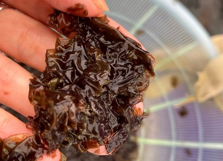 Rong mứt được lấy về sẽ bán tươi với giá từ 250-350 nghìn đồng/kg.