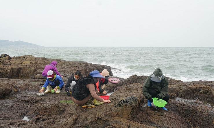 Việc thu hoạch rong mứt cũng có thể mang về thu nhập hàng triệu đồng/ngày cho người dân ven biển khi vào mùa.