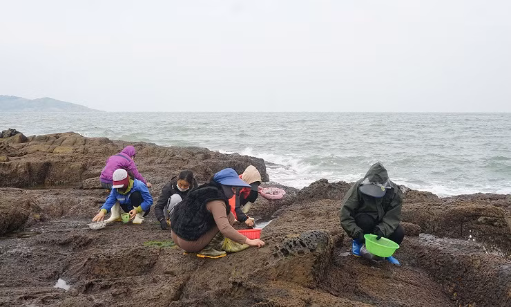 Việc thu hoạch rong mứt cũng có thể mang về thu nhập hàng triệu đồng/ngày cho người dân ven biển khi vào mùa.