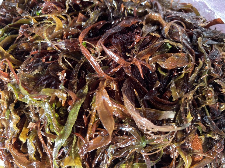  Rong mứt mọc trên các gành đá ven biển. Khi trời trở lạnh và mưa, chúng sinh sôi nảy nở rất nhanh.