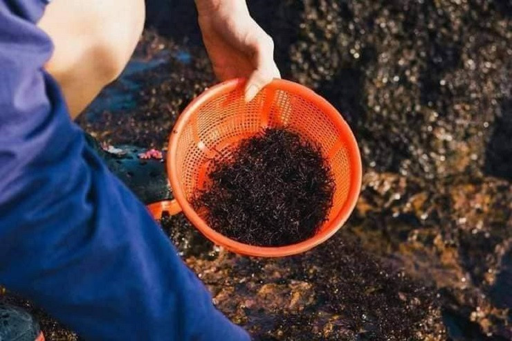 Những năm gần đây, rong mứt được nhiều người ưa chuộng, thu mua với giá cao nên vào mùa, người dân lại rủ nhau đi săn “lộc biển”.