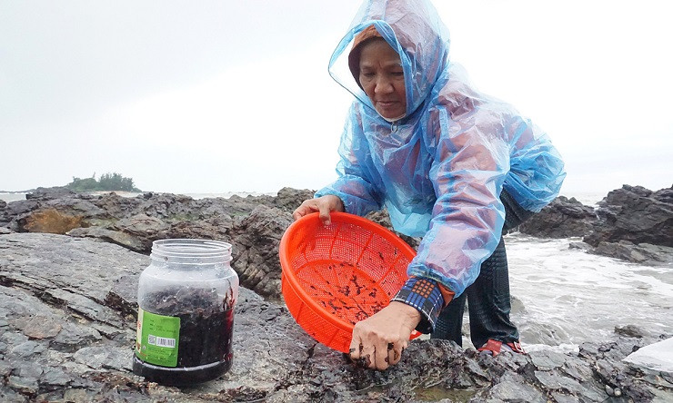 Để thu hoạch rong mứt, người dân phải đi từ mờ sớm, khi thuỷ triều rút.