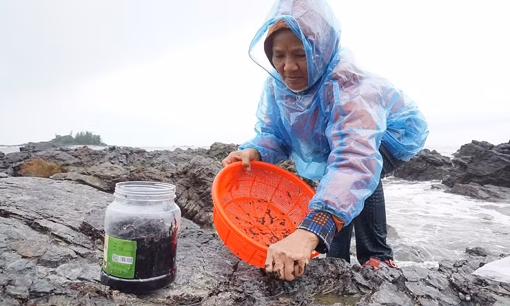 Để thu hoạch rong mứt, người dân phải đi từ mờ sớm, khi thuỷ triều rút.