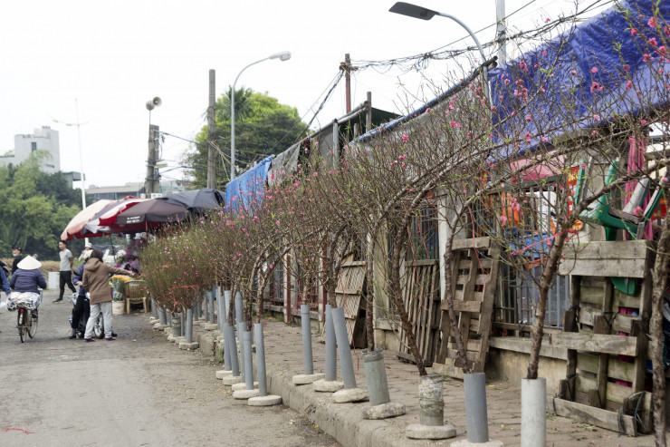 Hoa dao dau mua bung no giua Thu do