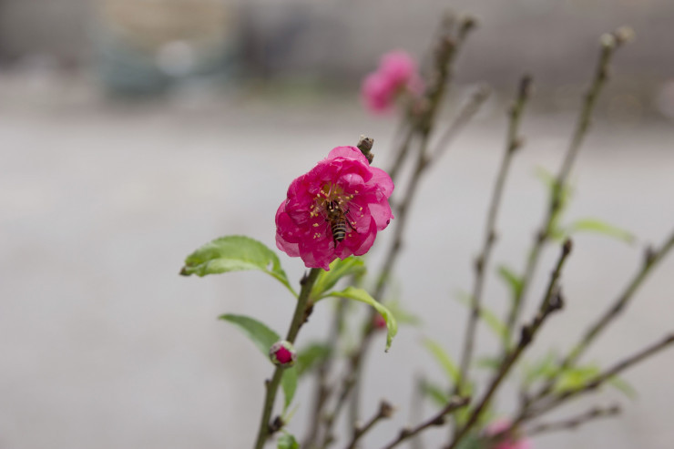 Hoa dao dau mua bung no giua Thu do-Hinh-11