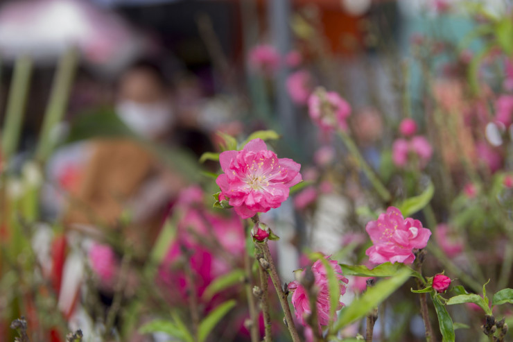 Hoa dao dau mua bung no giua Thu do-Hinh-9